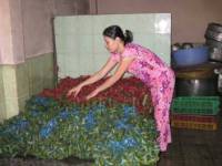Dùng dây buộc nilon – đưa thuốc độc vào người