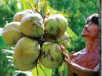 Tác dụng phụ từ dừa