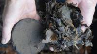 Công nghệ đặc biệt biến lá cây thành than sau vài giờ