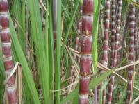 Công nghệ mới biến đường thành quần áo mặc hàng ngày