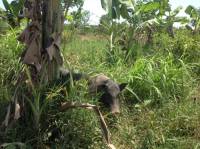 Ký sự Organic - Kỳ 1: Cây cỏ hết hồn nhiên