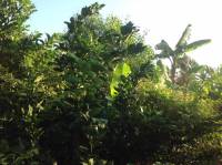 Ký sự Organic - Kỳ 2: Bài ca không dễ hát