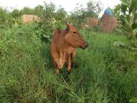 Ký sự Organic - Kỳ 3: Mặc kệ nó