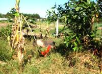 Ký sự Organic - Kỳ 4: Lớp học heo gà