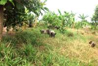 Ký sự Organic - Kỳ 5: Rằng hay thì thật là hay…