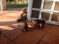 Ký sự Organic - Kỳ 6 : Những con chó dạy ta điều gì ?